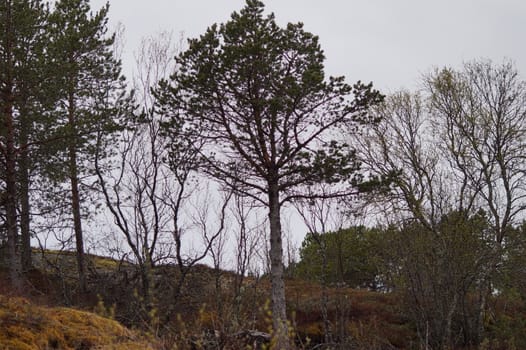 Landscape Nordland