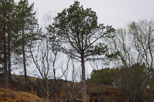 Landscape Nordland