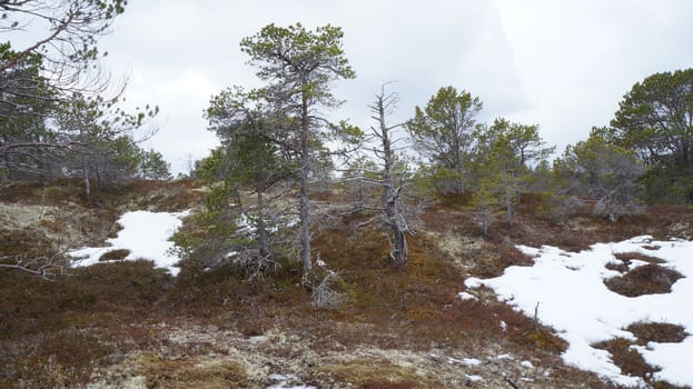 Landscape Nordland