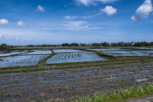 beautifful rice fields Indonesia Bali Ubud blue sky food traditional