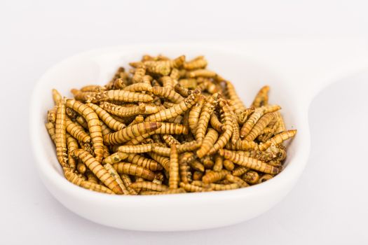 Fried insect, Molitors, Food of the future