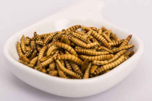 Fried insect, Molitors, Food of the future