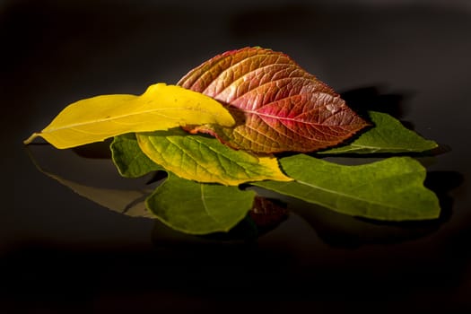 Green, red, brown and yellow leaves reflected 