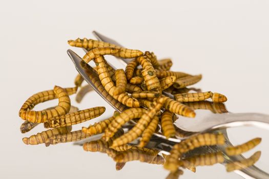 Fried insect, Molitors, Food of the future