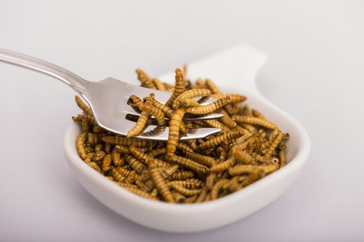 Fried insect, Molitors, Food of the future