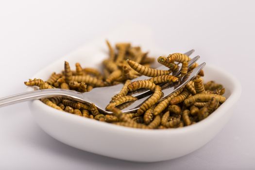 Fried insect, Molitors, Food of the future