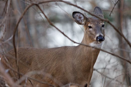 Image of the young beautiful deer in the forest