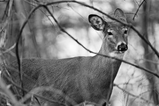 Black and white image with the deer in the shrub