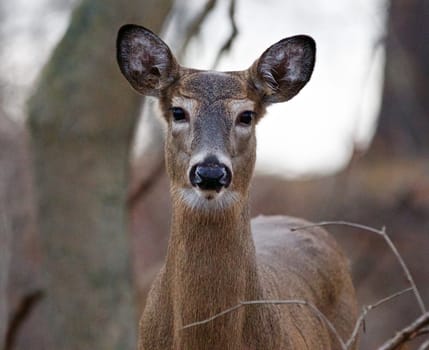 Very beautiful portrait of the young deer