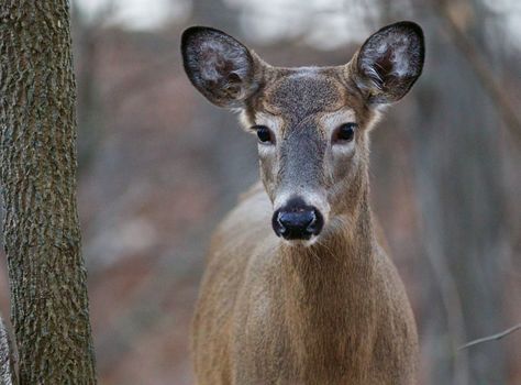 Photo of the cute beautiful deer in the forest