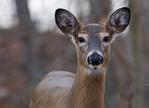 Image with the cute young deer