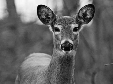 Black and white portrait of the cute beautiful deer