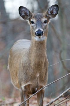 Beautiful picture with the cute wild deer