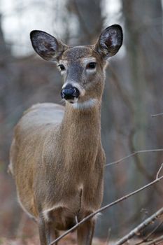 Beautiful image with the cute thoughtful deer in the forest