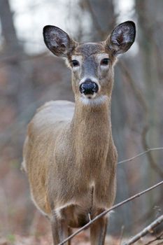 Beautiful photo of the young wild deer in the forest