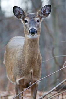 Beautiful postcard with the cute deer