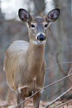 Image with the beautiful deer