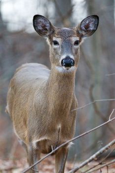 Beautiful close-up of a wild deer