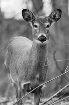 Black and white closeup of a deer in the forest