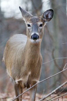 Closeup of a cute wild deer in the forest