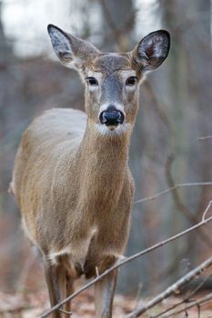 Beautiful deer is looking around and listening something