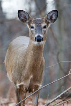 Beautiful wild deer with the big eyes and ears is looking straight