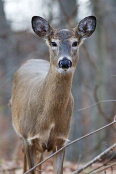 Wide awake beautiful deer with the big eyes