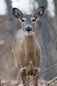 Photo of the wide awke beautiful deer looking straight to the camera