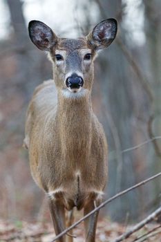 Beautiful uncertain wild deer closeup