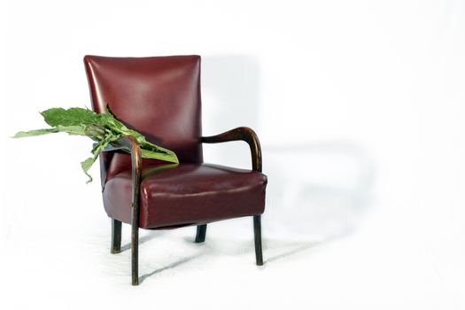 A nice one  artichoke with broad leaves resting on the kitchen chair before being cooked.