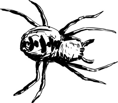 Top view outline sketch of garden spider over white background