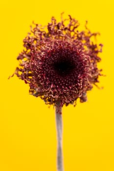 Macro shot of a small red flower captured on a yellow background