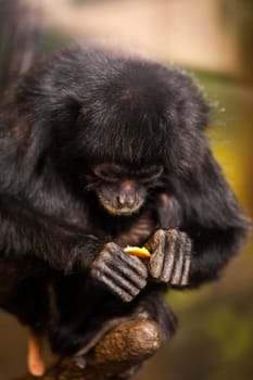 A small monkey viewing an empty orange peel disappointedly