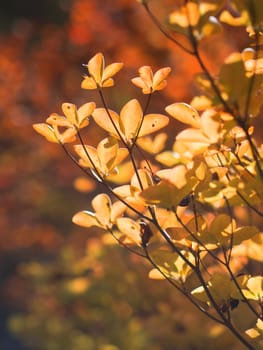 close up of golden autumn foliage