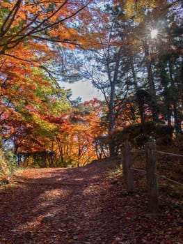 golden autumn foliage scenic