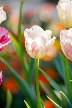 Tulip. Beautiful bouquet of tulips. colorful tulips. tulips in spring,colourful tulip