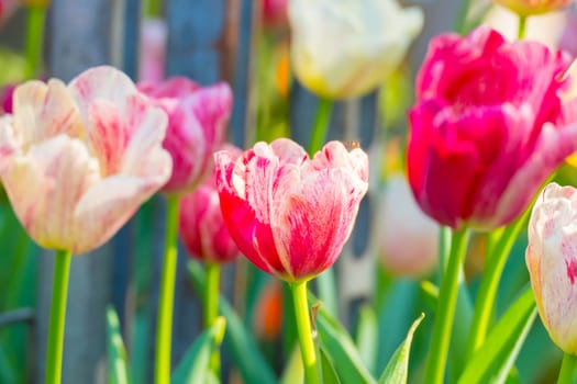 Tulip. Beautiful bouquet of tulips. colorful tulips. tulips in spring,colourful tulip