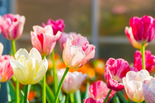 Tulip. Beautiful bouquet of tulips. colorful tulips. tulips in spring,colourful tulip