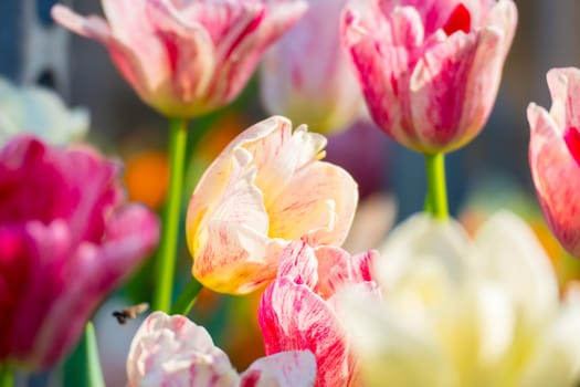 Tulip. Beautiful bouquet of tulips. colorful tulips. tulips in spring,colourful tulip