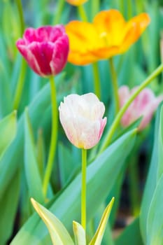 Tulip. Beautiful bouquet of tulips. colorful tulips. tulips in spring,colourful tulip