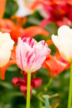 Tulip. Beautiful bouquet of tulips. colorful tulips. tulips in spring,colourful tulip