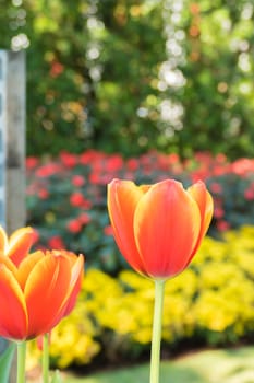 Tulip. Beautiful bouquet of tulips. colorful tulips. tulips in spring,colourful tulip