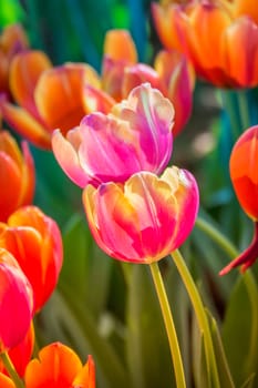 Tulip. Beautiful bouquet of tulips. colorful tulips. tulips in spring,colourful tulip