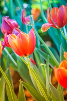 Tulip. Beautiful bouquet of tulips. colorful tulips. tulips in spring,colourful tulip