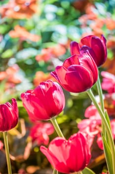 Tulip. Beautiful bouquet of tulips. colorful tulips. tulips in spring,colourful tulip