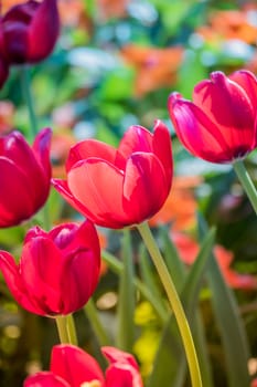 Tulip. Beautiful bouquet of tulips. colorful tulips. tulips in spring,colourful tulip