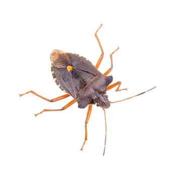 Brown shield bug isolated on a white background