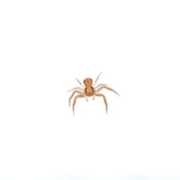 Small spider isolated on a white background