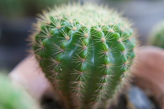 Domestic cactus is nature green plant,  has spiked around the trunk.