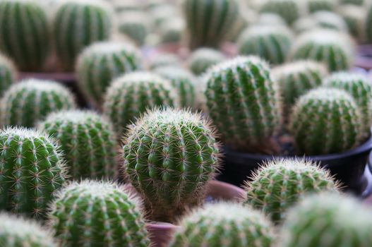 Domestic cactus is nature green plant,  has spiked around the trunk.